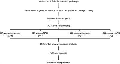 Selenotranscriptome Network in Non-alcoholic Fatty Liver Disease